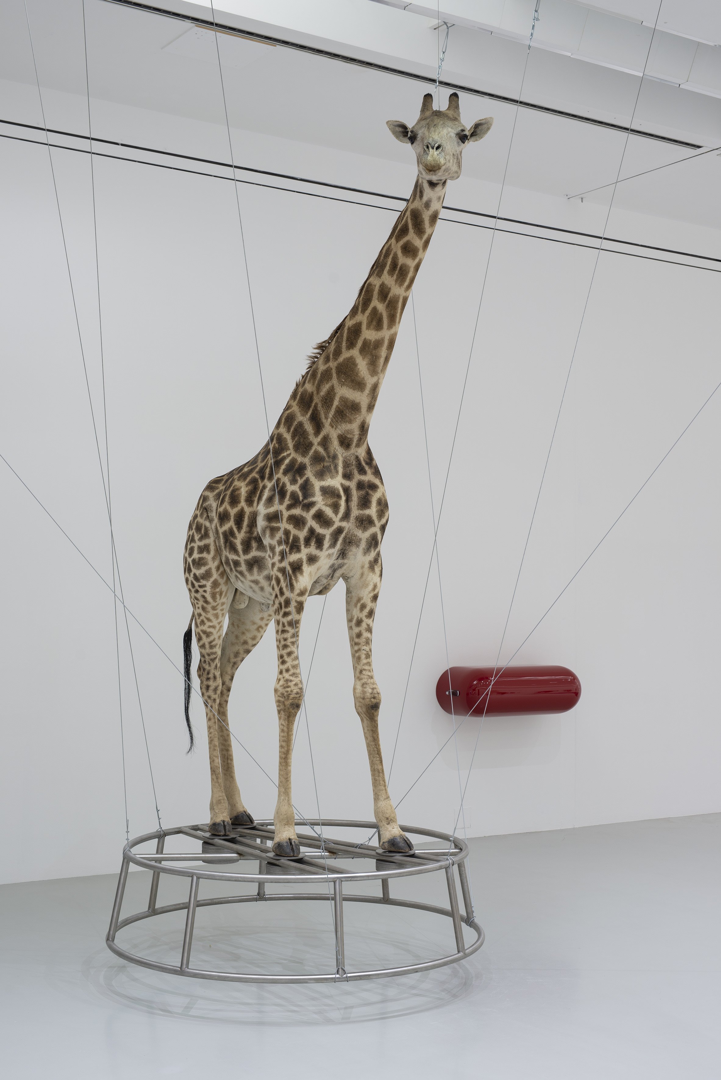 Christiane Möbus, Küsse vom König (Eng. Kisses from the King), 2001/2007, taxidermied giraffe, metal pedestal, wire ropes, 580 x 315 x 250 cm; © Christiane Möbus/VG Bild-Kunst, Bonn 2022, Photo: Herling/Herling/Werner, Sprengel Museum Hanover
