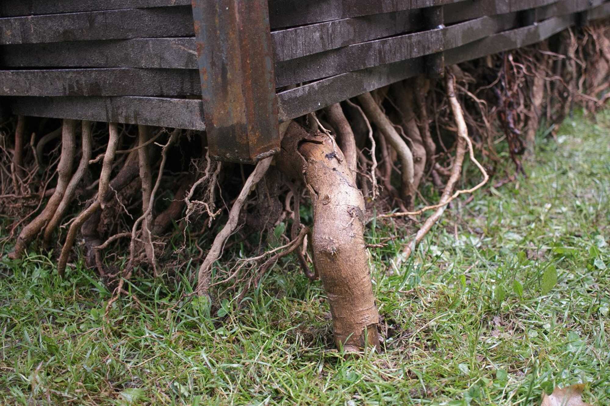 rooting garden | Sculpture Network