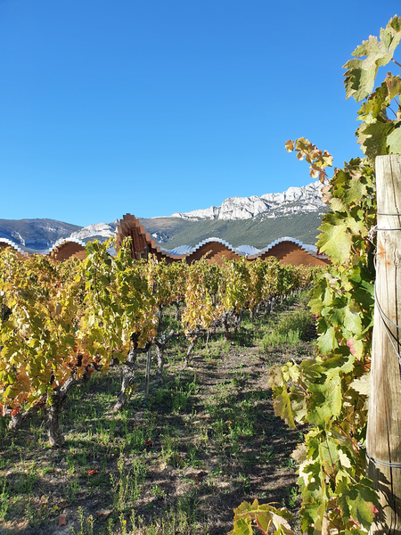 La Bodega Ysios