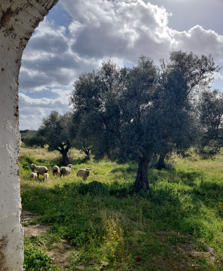 Extremadura landscape: Malpartida de caceres. Photo Anemone Vostell