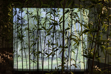 Bamboo, concrete, steel, digital image, LED lights box, sound, speaker