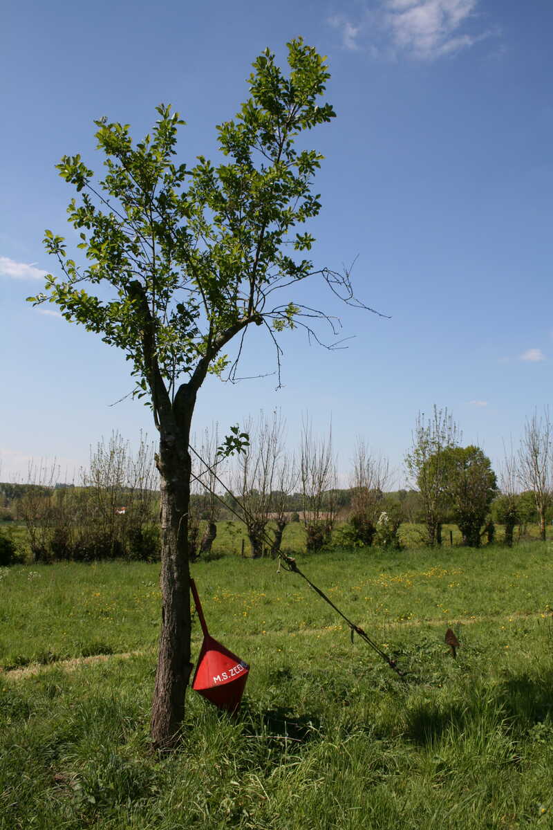 tree, buoy, anchor