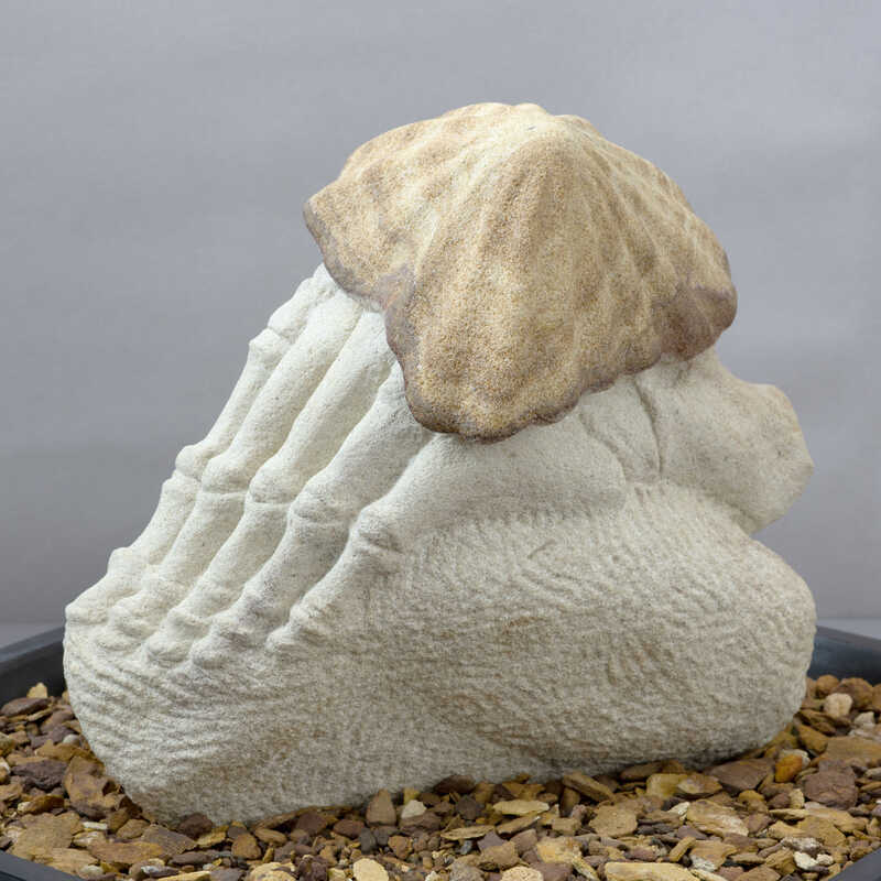 Susan-Dorothea-White-Limpet-Losing-its-Footing_b_sfw.jpg