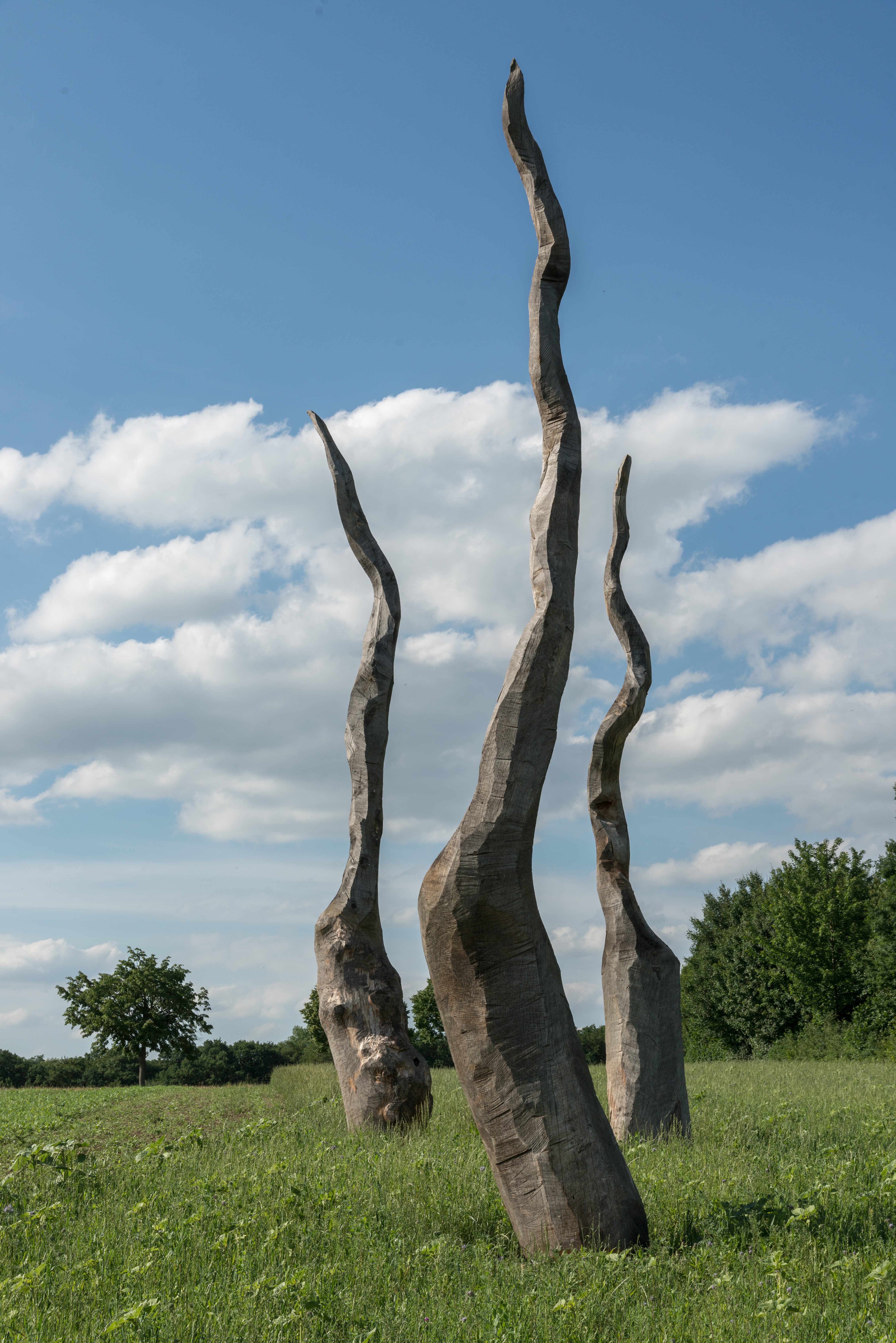 „Eichenkeimlinge“, 2016, Eichenholz Je ca. 1000 cm x 150 cm x 150 cm  (7 Stück als Installation, Standort Lemgo) Bildrechte: Jürgen Brinkmann